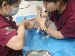 -伟伟宠物医院·CT影像中心·瑞派犬猫综合性门诊(汉口总院)
