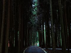 -武陵山森林公园