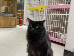 -藏猫猫咖啡主题馆(中央大道店)