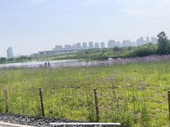 -洋湖国家湿地公园