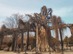 -石家庄市植物园