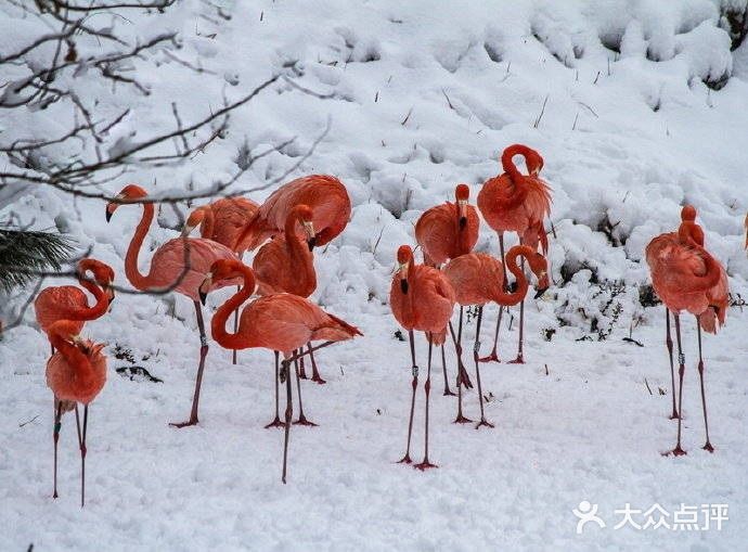 火红与雪白