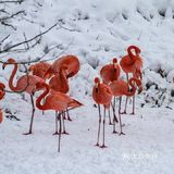 火红与雪白