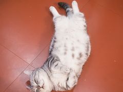 -和它·交个朋友·狗咖猫咖(爱琴海店)