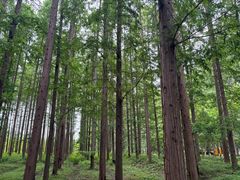 -黄海国家森林公园