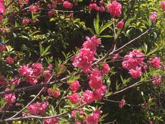 -南汇桃花村
