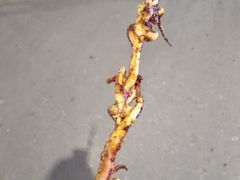 三个小鱿鱼一串-海大南门夜市(海富街店)