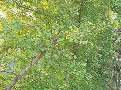 -腾爱熊猫咖啡生活馆(老东门店)