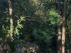 -上海佘山国家森林公园天马山园