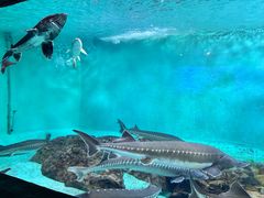 -太平洋海底世界