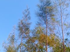 -马峦山郊野公园