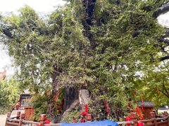 -大槐树寻根祭祖园