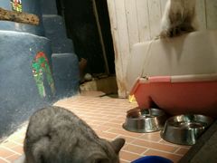 -猫咪博物馆(顶澳仔猫街店)