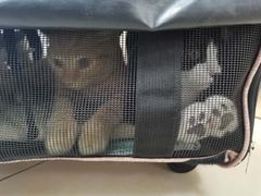 -宠福鑫康馨动物医院·骨科·眼科