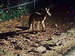 -清迈夜间动物园
