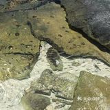 天晴时阳光下海水碧绿,非常美。岛上有专供浮潜的地方