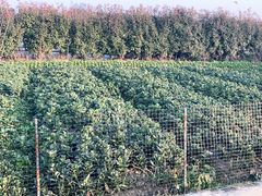 -小鱼草莓采摘园农家乐·小鱼餐厅