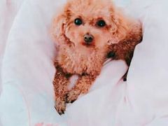 -邢大夫动物医院