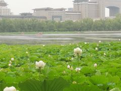 -莲花池公园