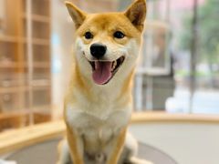 -佐罗家宠物馆·猫文化馆(紫霞路店)