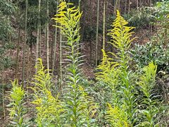 -东天目山风景区