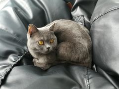 -米宠家·撸猫猫咖小萌宠·猫咪洗澡·猫咪寄养(高新大都荟店)