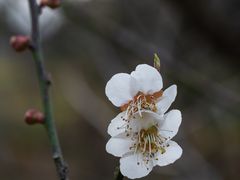 -马峦山郊野公园