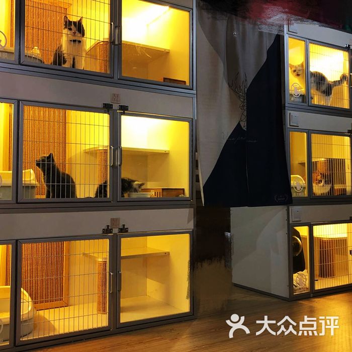 它生活宠物俱乐部