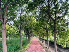 -海上花岛玫瑰园采摘