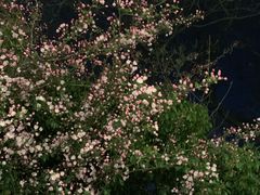 -闸弄口(地铁站)