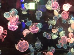 -烟台海昌鲸鲨海洋公园