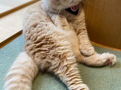-CAT’S MEWSTAR CAFE·喵星球猫屋(晴湾咖啡店)