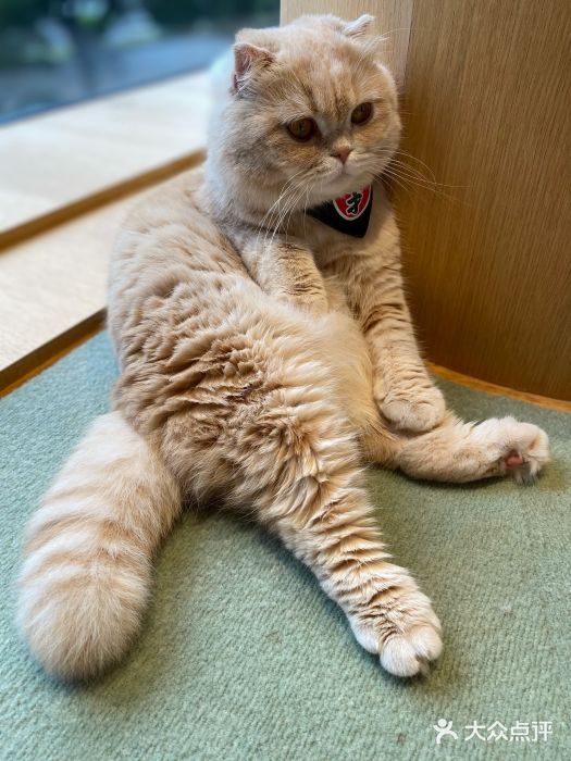 CAT’S MEWSTAR CAFE·喵星球猫屋(晴湾咖啡店)图片