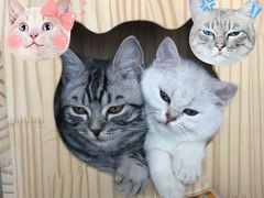 -袖虎·猫馆(体育西路店)