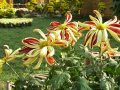 菊花展-三圣花乡旅游区