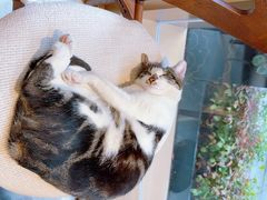 -Peet's Coffee皮爷咖啡(豫园店)