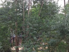 -横沥牛庄(总店)