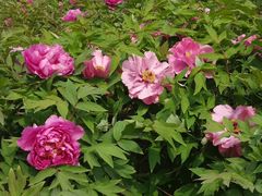 -莲花池公园
