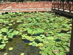 -丰台科技园生态主题公园