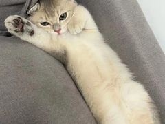 -Bastet sally猫舍购宠(静安店)