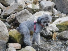 -宠福鑫康馨动物医院·骨科·眼科