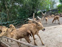 -海南热带野生动植物园