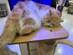 -喵园·猫主题咖啡厅·撸猫·猫咖(国贸店)