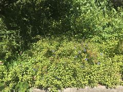 -墨尔本皇家植物园