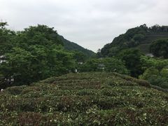 -十八棵（老龙井）御茶园(老龙井店)