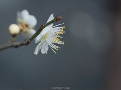 -北京鹫峰国家森林公园