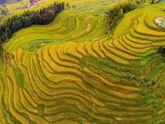 -紫鹊界梯田景区