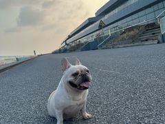 -南汇嘴观海公园