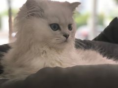 -1013 PET SHOP精品宠物商店(丁香店)