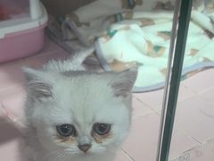-FAELING PETS美天灵宠物(富力广场店)